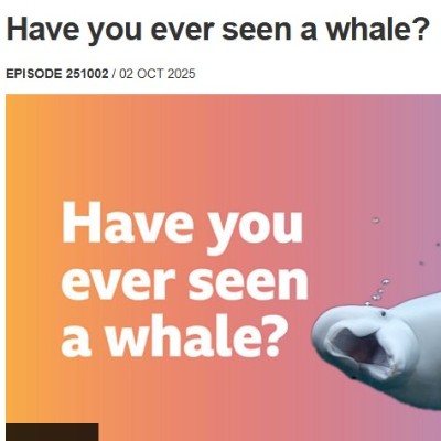Have you ever seen a whale